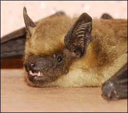 bat removal Arlington