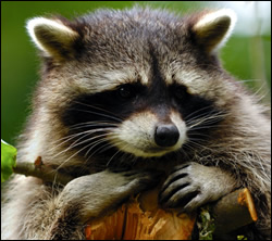 raccoon removal Arlington
