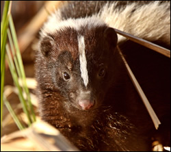 skunk removal Arlington