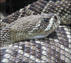 snake removal Arlington