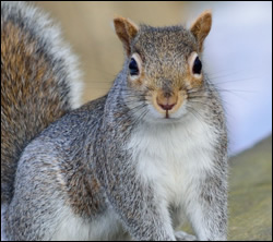 squirrel removal Arlington